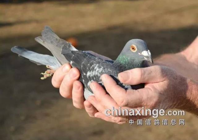 未來(lái)湯村項(xiàng)目注定是配套豐富的大型社區(qū)